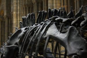 dinosaur bones back close up